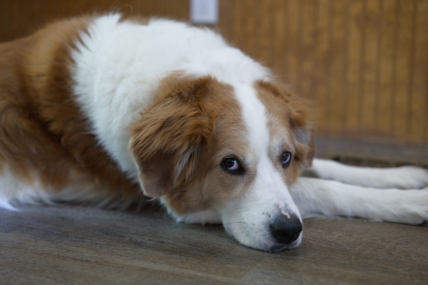 Portrait of the most beautiful dog in the world laying on the ground, taken with the Sigma BF