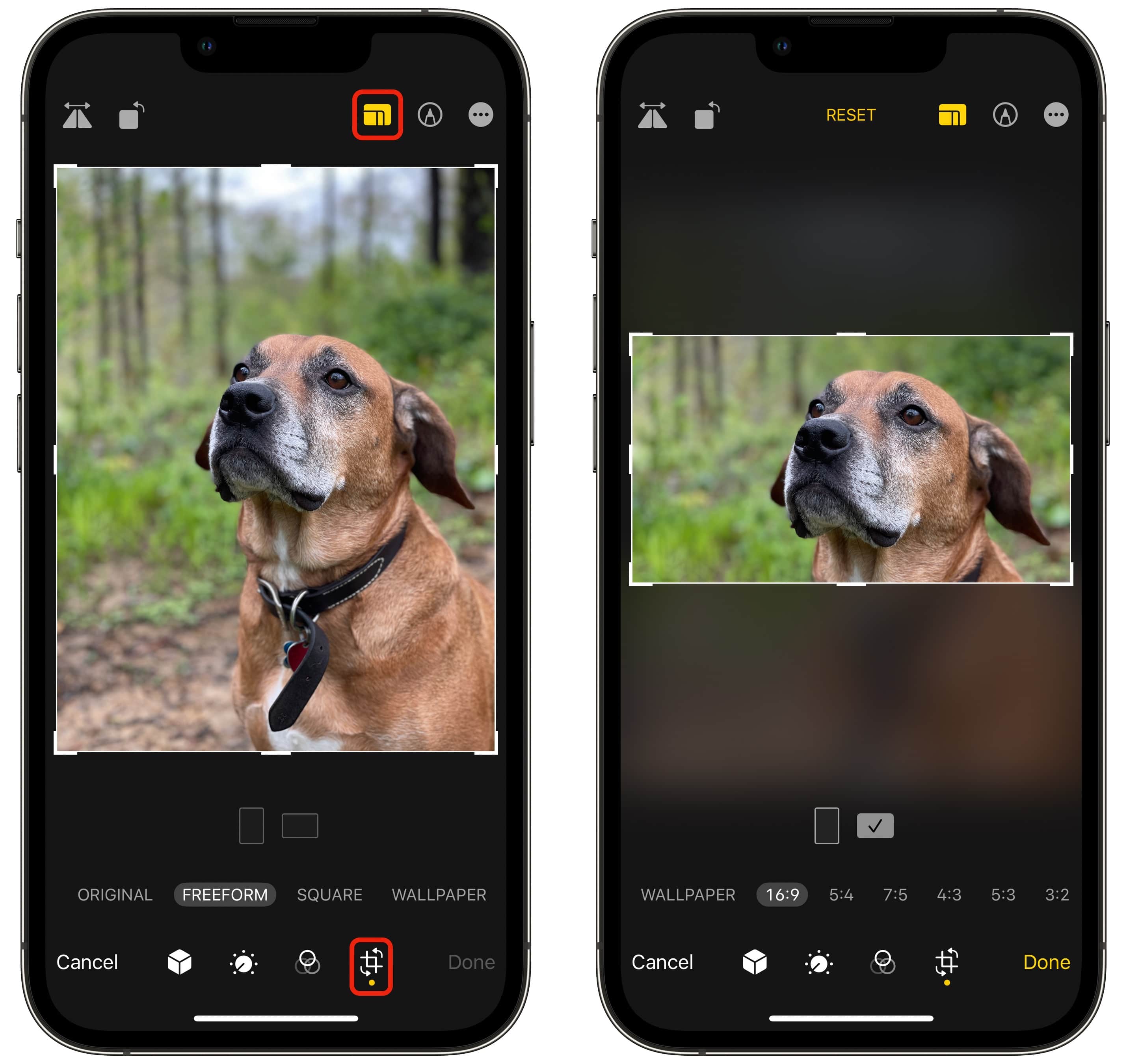 Cropping a vertical image of a dog to horizontal 16:9