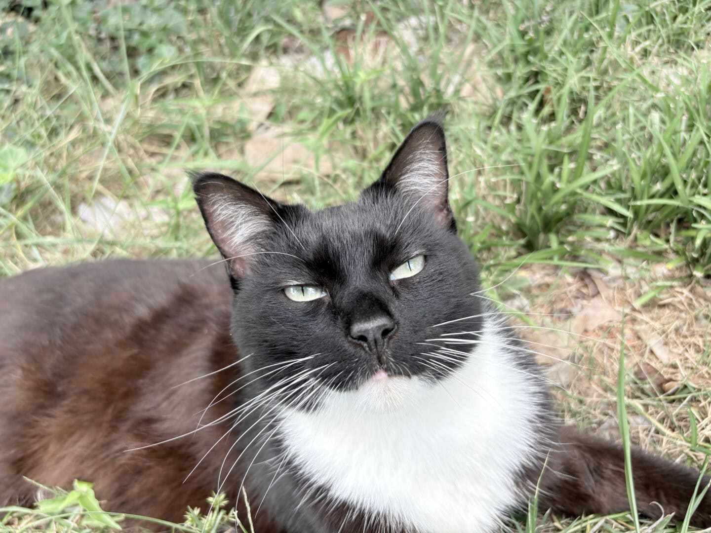 iPhone 16 sample picture: Cat