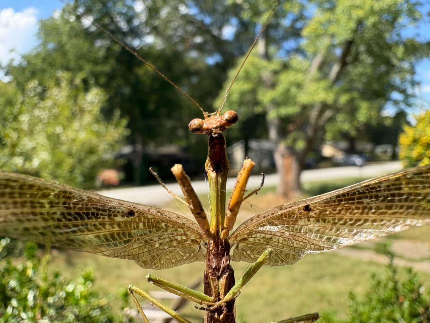 iPhone 16 sample picture: Macro
