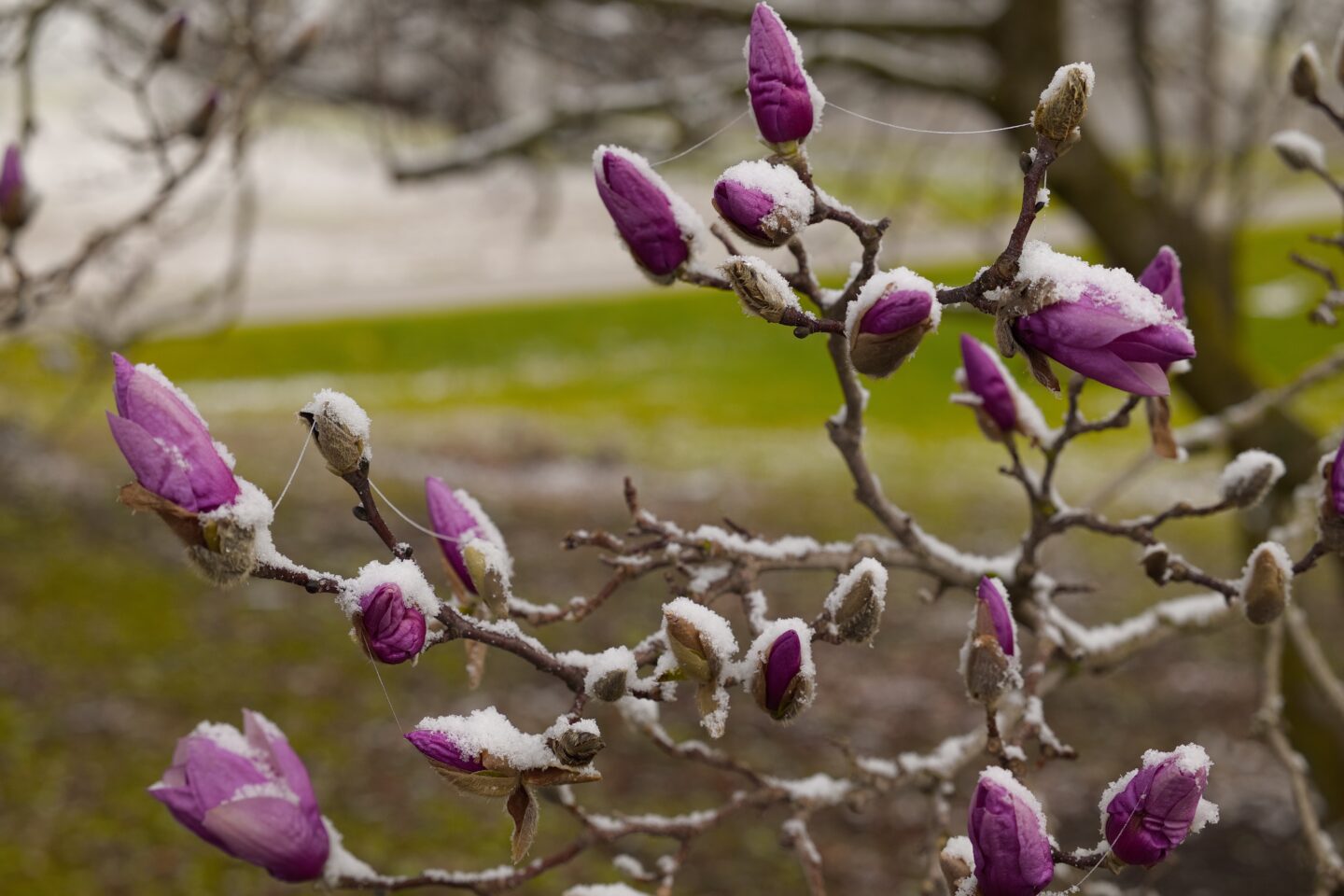 Photo of ice on a tree, taken by the Sigma BF